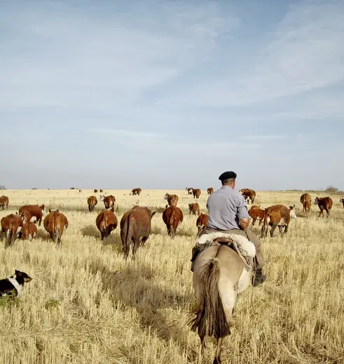 Finca Piedra is een unieke ervaring op een typisch Uruguayaans wijnlandgoed