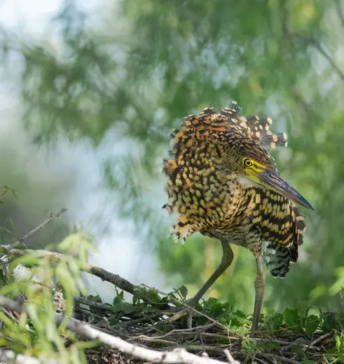 Wetlands vol dieren bij Esteros del Iberá in Argentinië