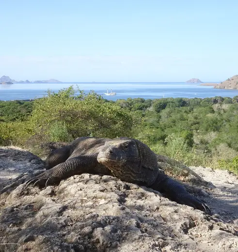 Komodovaranen spotten tijden een uitgebreide reis op Flores