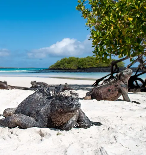 Grote varanen op Santa Cruz, Galapagos