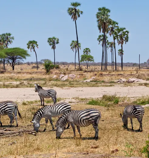 zebra’s op de vlaktes in Ruaha National Park, Tanzania