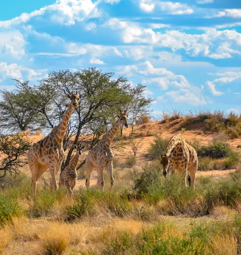 De Kalahari-woestijn, een thuis voor giraffen in Namibië