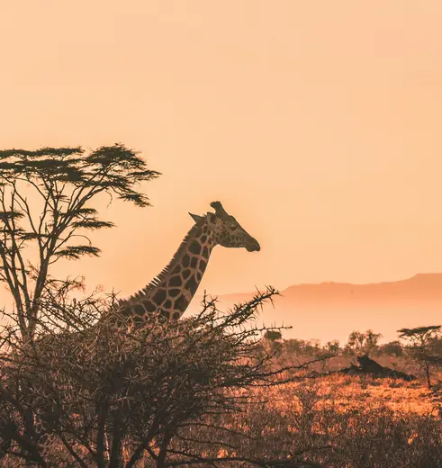 Giraffes spotten in Zuid-Afrika