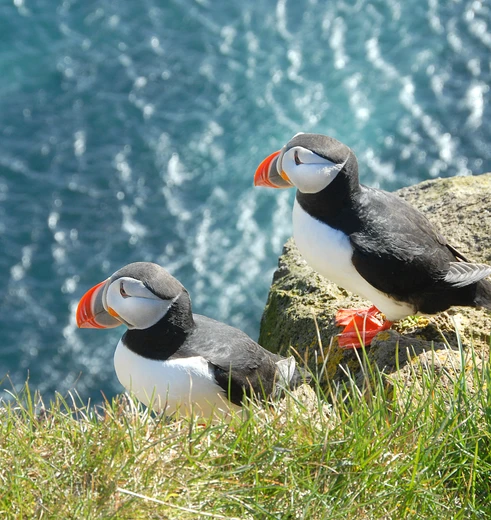 Papegaaiduikers op de kliffen van IJsland