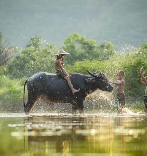 Kinderen op een waterbuffel in een rivier in Laos