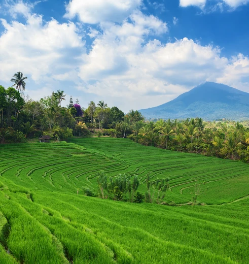 Indonesië rijstvelden