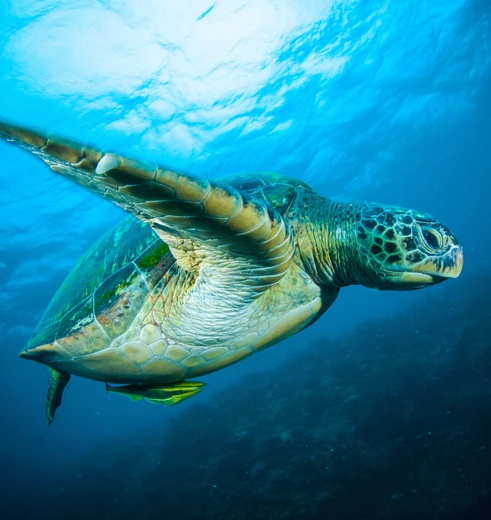 Indonesie-Sulawesi-Bunaken-onderwater87(8)