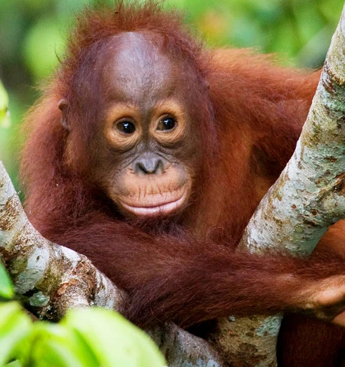 Orang-oetans in het wild in Bukit Lawang, Gunung Leuser National Park
