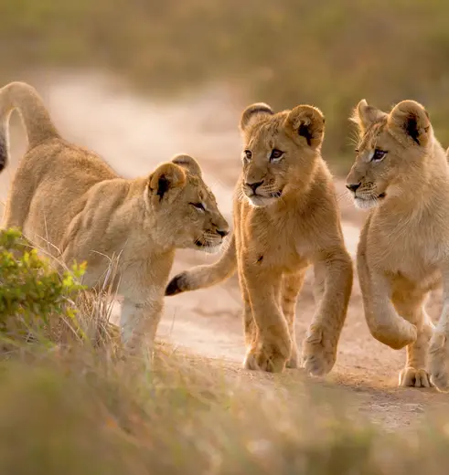 Jonge leeuwen in Zuid-Afrika