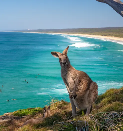 Kangaroo op Kangaroo Island in Australie
