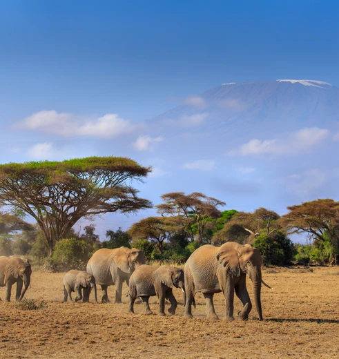 Olifanten in het Amboseli NP, Kenia