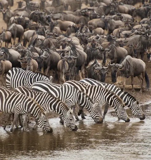 Migratie in de Masai Mara