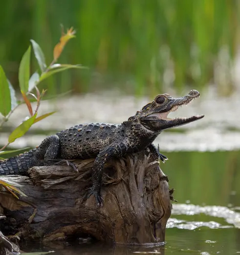 Kleine-krokodil-Amazonegebied(12)