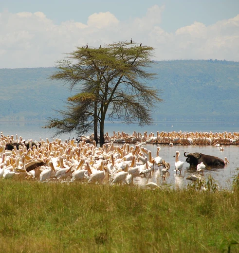 Pelicanen en buffels Lake Nakuru, Kenia