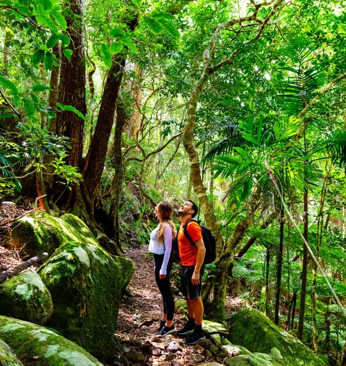 Hiken in het regenwoud Lamington National Park, Australië