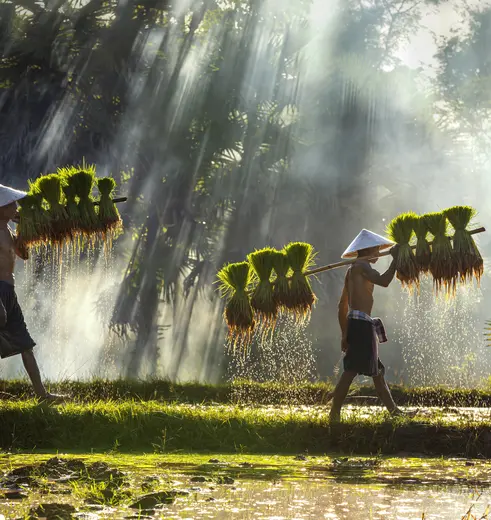 De lokale bevolking is aan het werk op het rijstveld.