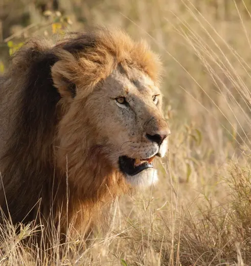 Leeuwen spotten tijdens een safari