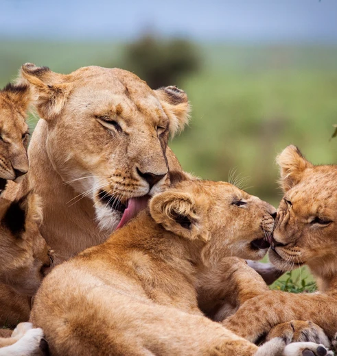 Leeuwen spotten tijdens een safari in Masai Mara National Reserve