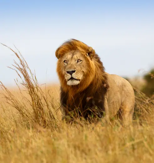 Leeuwen spotten in Afrika