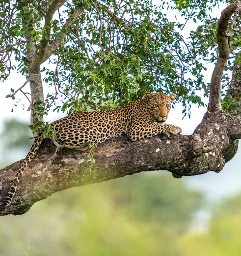 Luipaarden spotten tijdens je Kenia rondreis