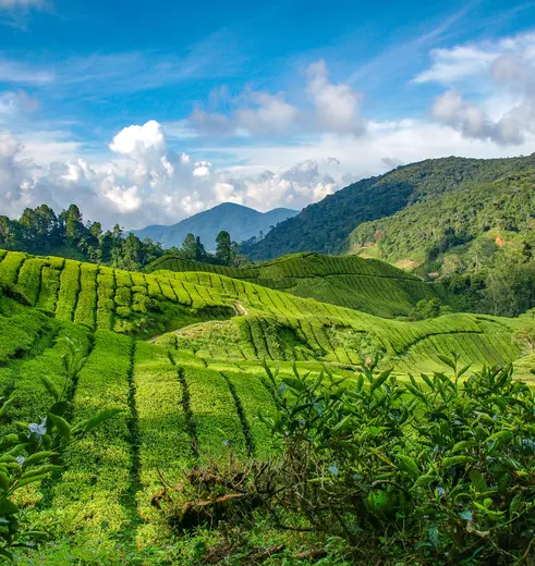 Maleisie-Cameron-Highlands-theeplantages-1