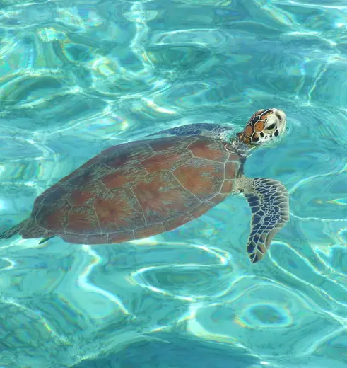 Zie schildpadden in het water bij Lankayan, Sabah