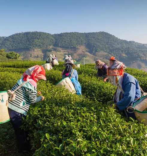 Theeplukkers zijn druk bezig op de theeplantage in de Cameron Highlands, West-Maleisië