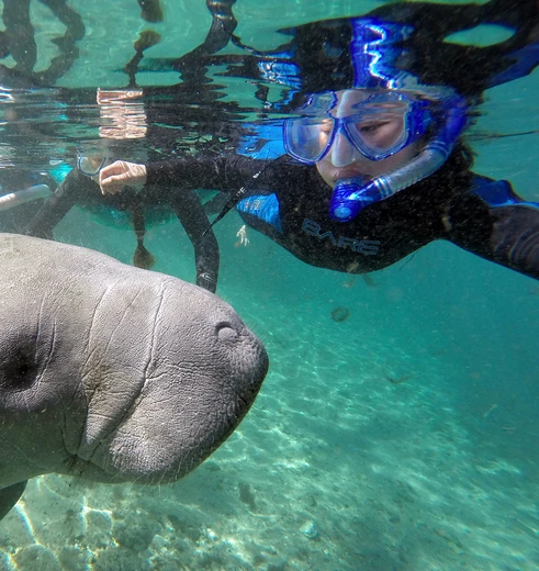 Snorkelen met zeekoeien in Crystal River, Amerika