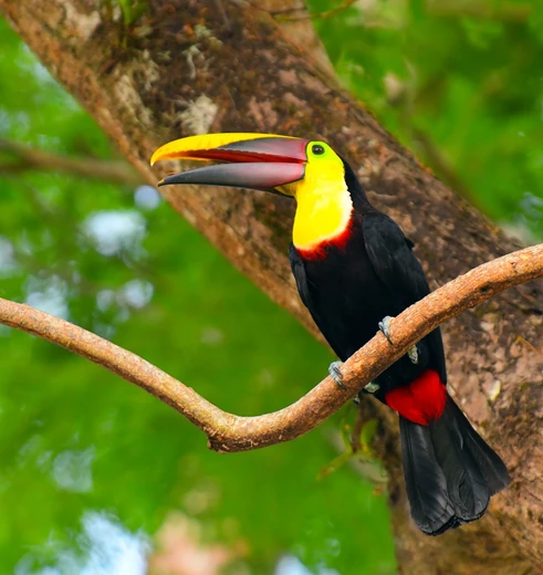 Toekans spotten in het dierenrijk van Costa Rica
