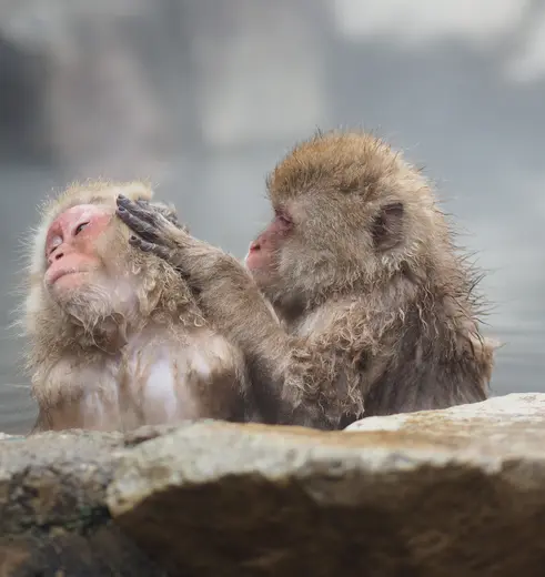 Makaken genieten in het warme water bij Shibu Onsen, Japan