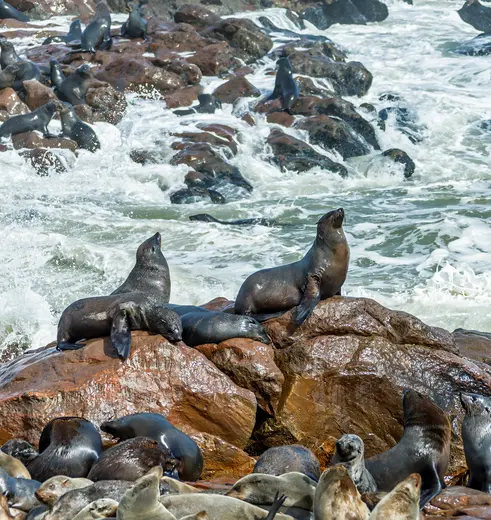 Namibie-CapeCross-zeehondenkolonie1(11)