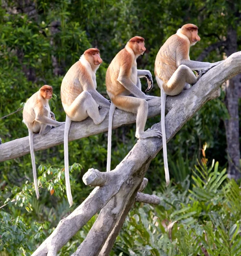 Neusapen in Borneo, Maleisie