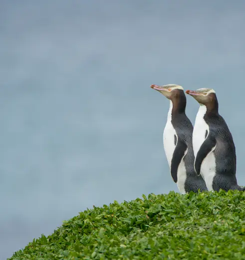 Pinguins Otago Pensinula nabij Dunedin, Nieuw-Zeeland