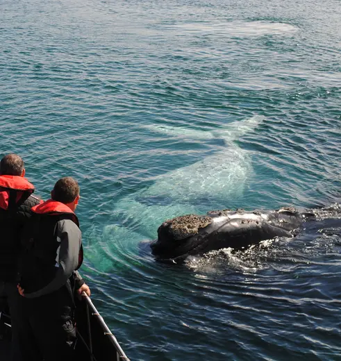 Walvisspotten in de omgeving van Puerto-Madryn in Argentinië