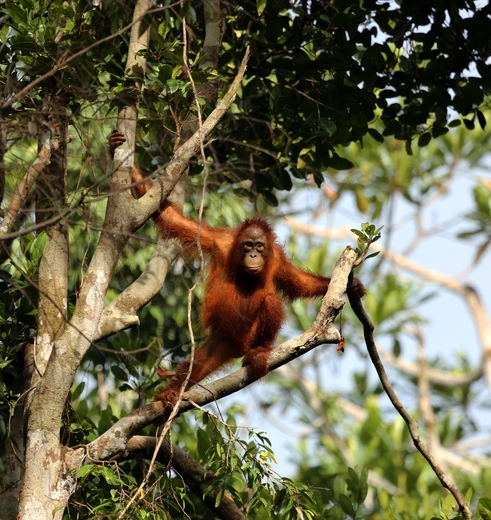 Orang-oetans in de jungle van Kalimantan, Indonesisch Borneo