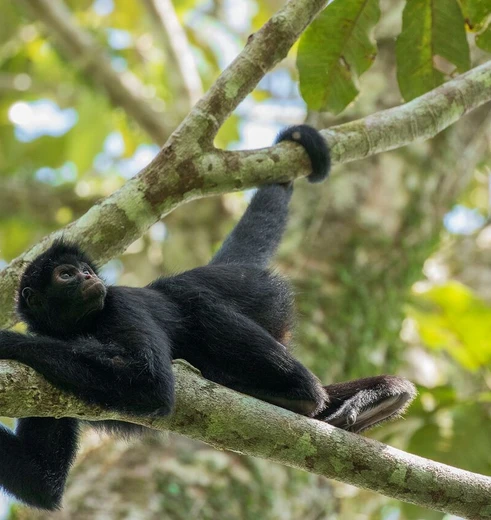 Aap in de jungle in Tambopata, Peru