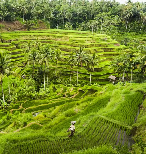 Wandelen in de rijstvelden van Indonesië