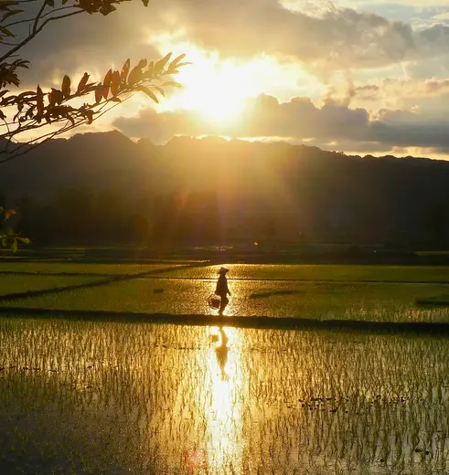 Rijstveld in Laos