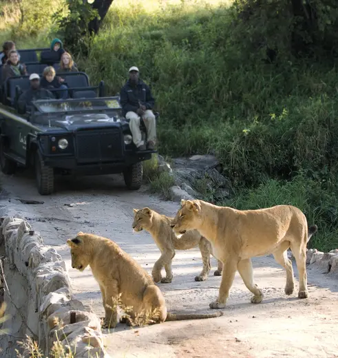 Sabi-Sands-leeuwen(8)
