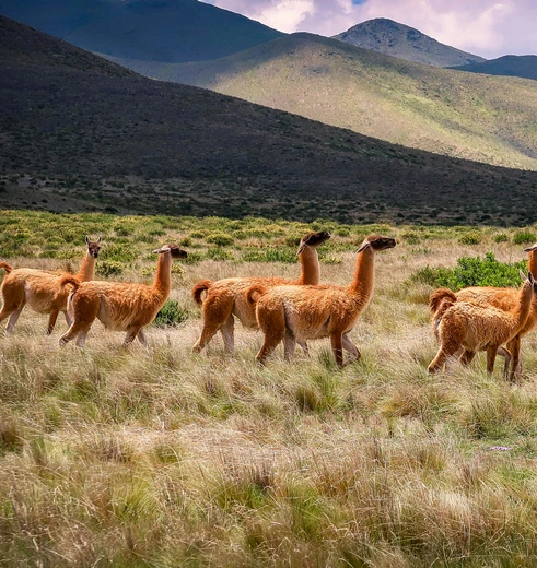 Alpaca's in de buurt van Salta, Argentinië