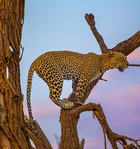 Luipaard in Samburu, Kenia