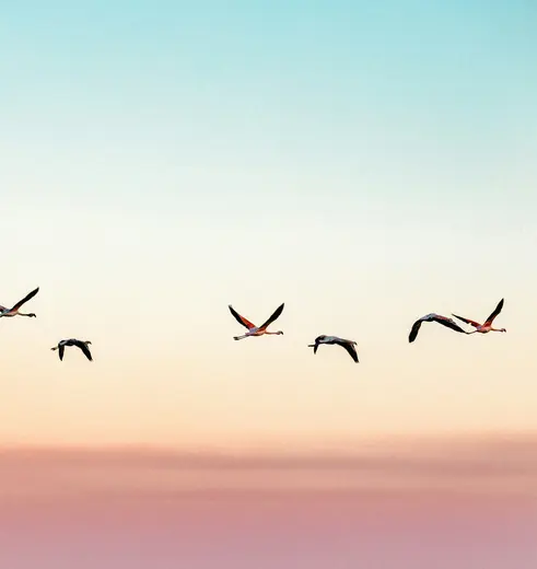 Flamingo's in San Pedro de Atacama