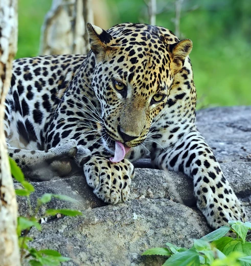 Wildlife, luipaarden spotten in het Yala National Park