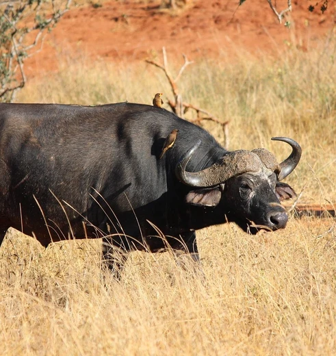 Buffel in Taita Hills Wildlife Sanctary, Kenia