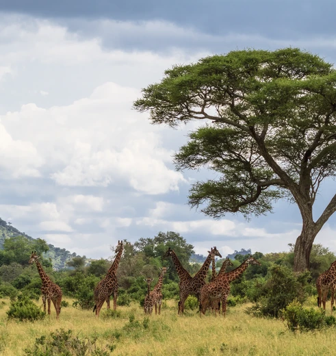 Tanzania Giraffe