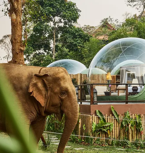 Slapen tussen de olifanten in een bubbel in Anantara in Chiang Saen