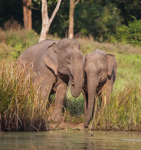 Olifanten spotten in Khao Yai Nationaal Park in Thailand