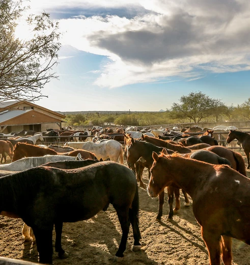 Ga Paardrijden op de Ranch en in de omgeving van Tucson, Amerika