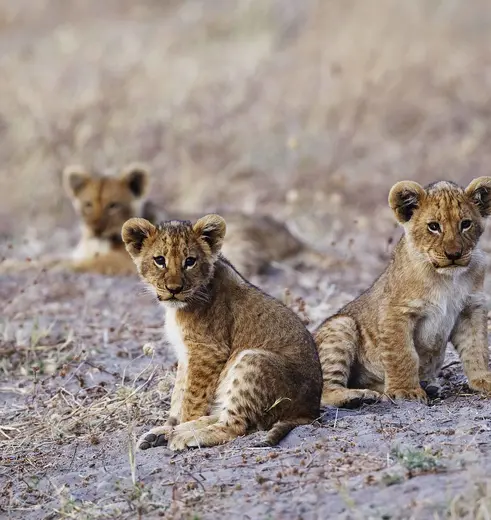 Leeuwenwelpjes in buitengewoon Botswana