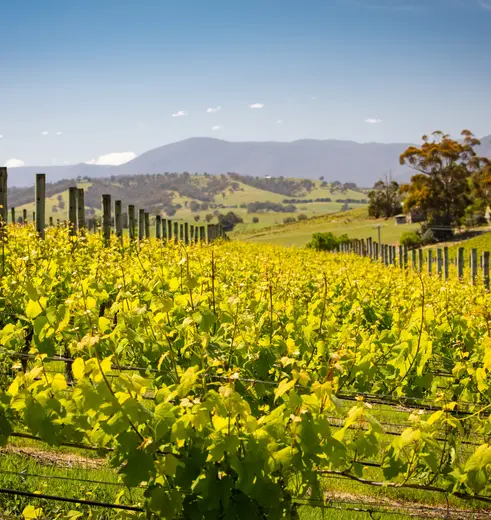 Yarra-Valley-wijngaarden-uitzichten